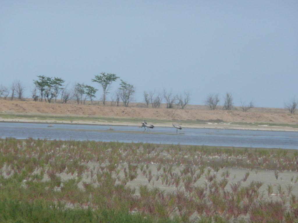 Чайкине з panoramio.com - Чайкине