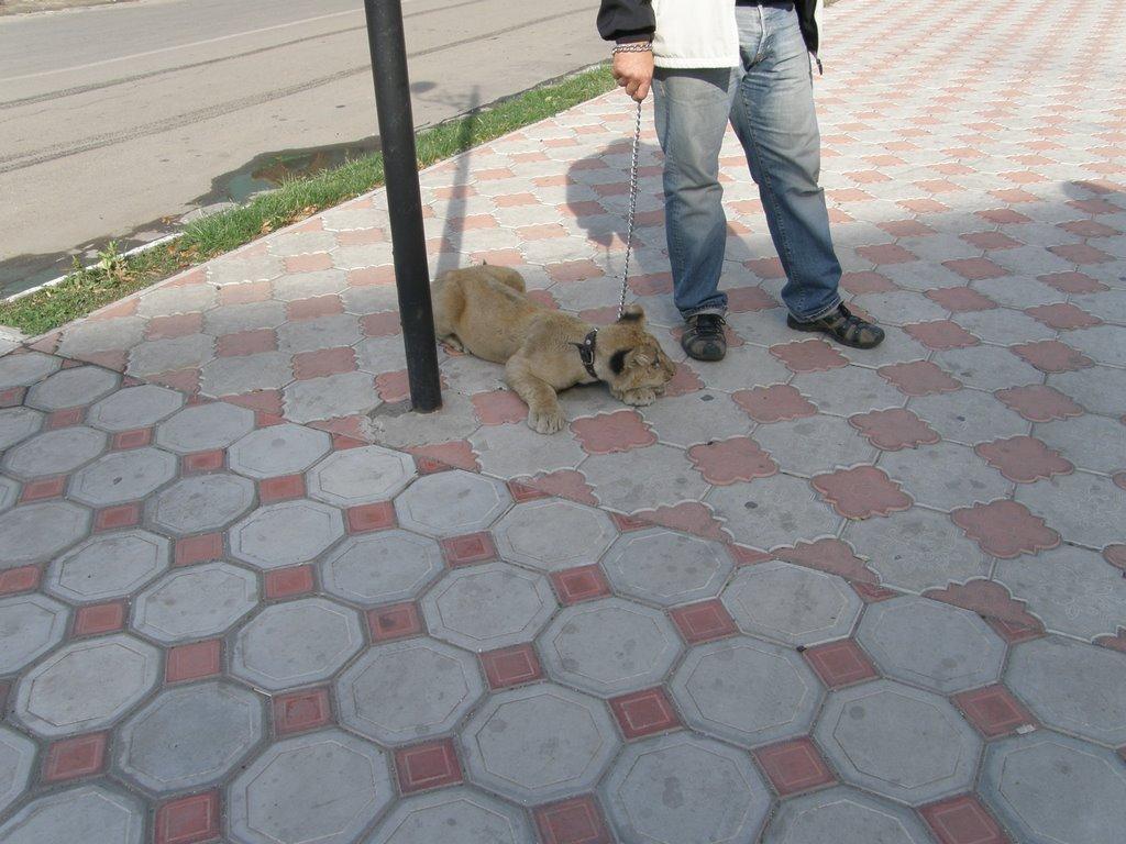 Вилкове з panoramio.com (ч.2) - Vylkove