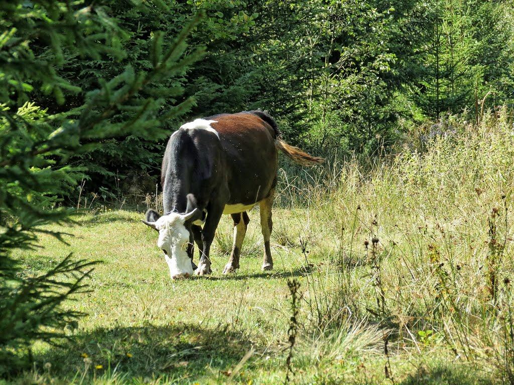 Нижня Рожанка з panoramio.com - Нижняя Рожанка