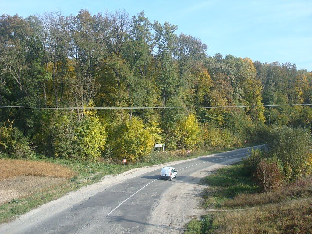 Лісоводи з panoramio.com - Лісоводи