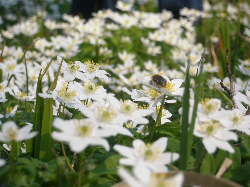 Яменець з panoramio.com - Яменец