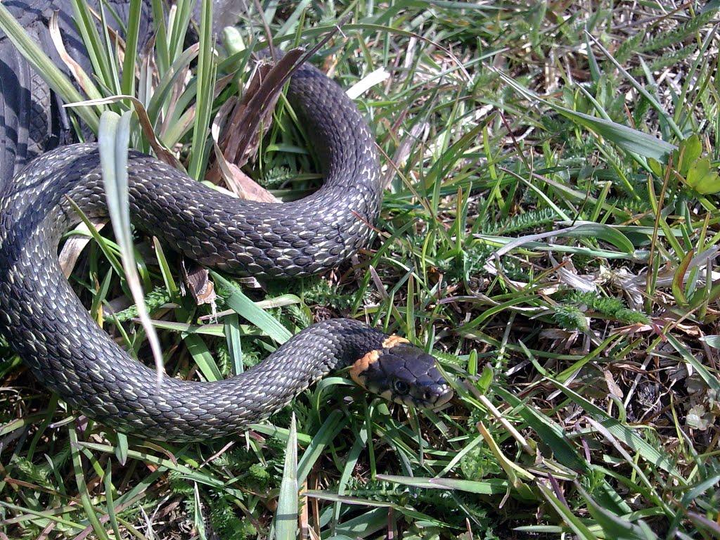 Першотравенка з panoramio.com - Першотравенка