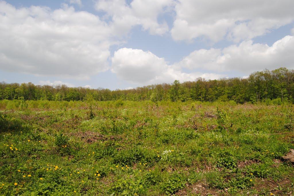 Циркуни з panoramio.com - Циркуны