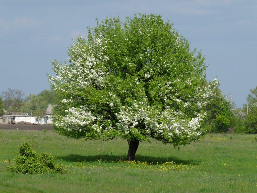 Бабайківка з panoramio.com - Бабайківка