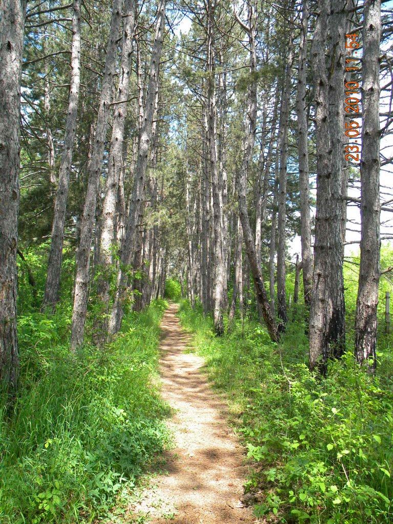 Научний з panoramio.com - Научный