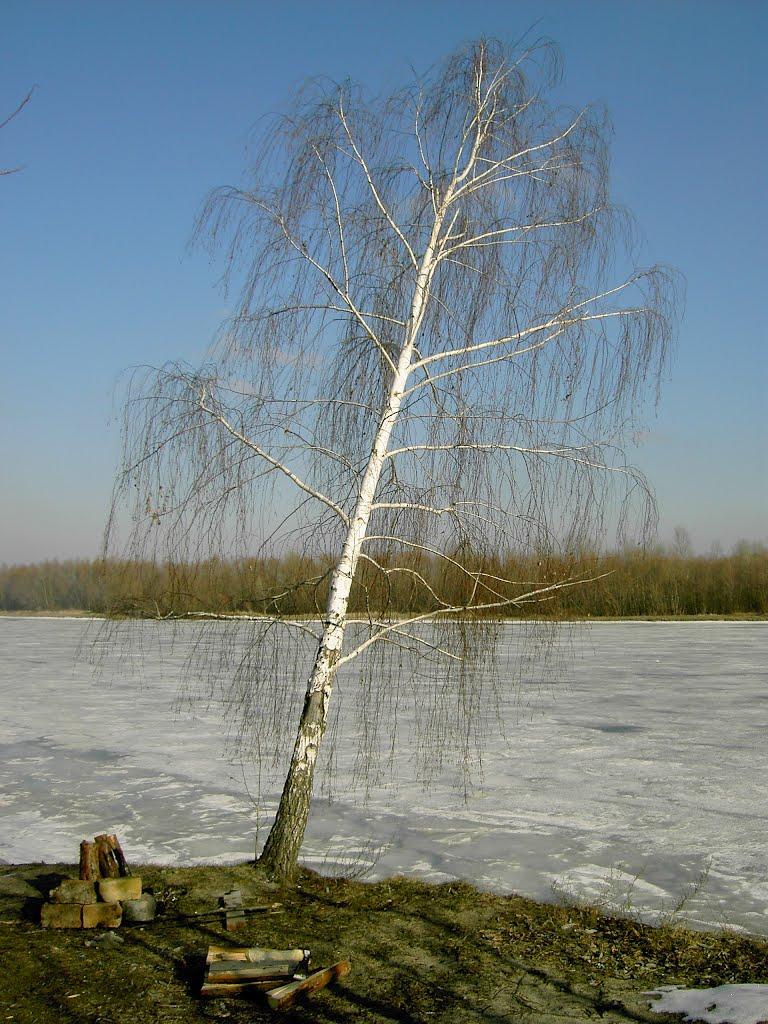 Вища Дубечня з panoramio.com - Высшая Дубечня