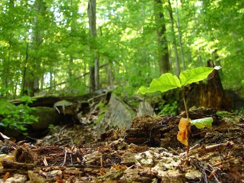 Стричава з panoramio.com - Стричава