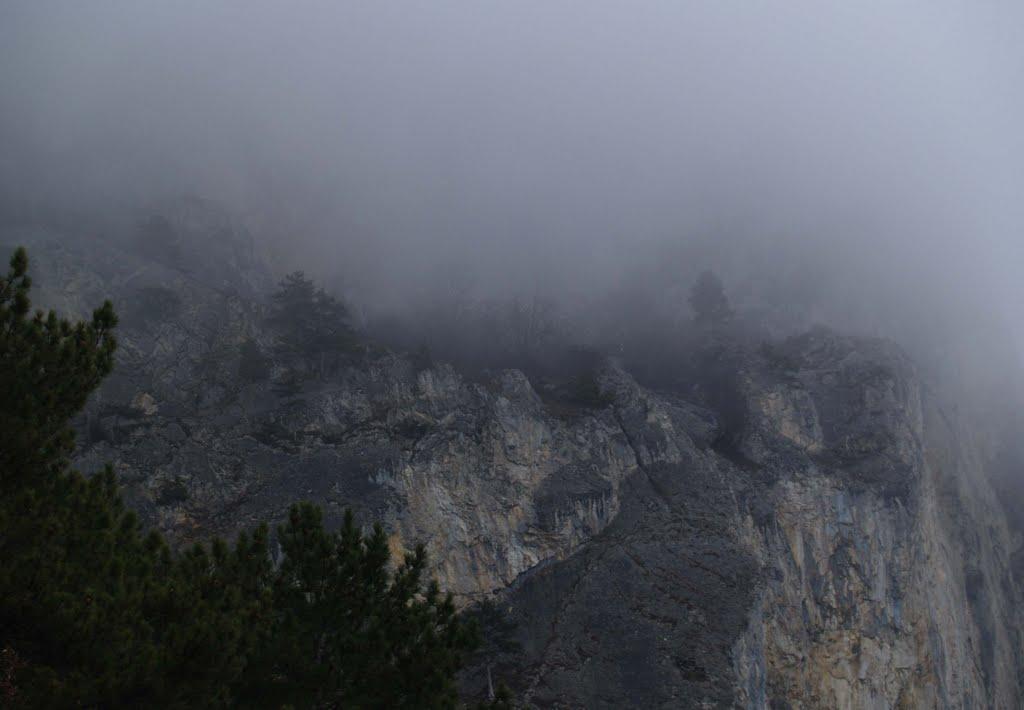 Олива з panoramio.com - Олива
