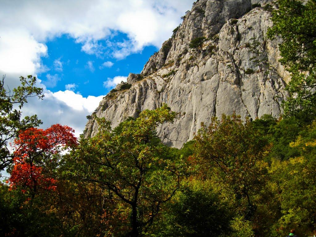 Олива з panoramio.com - Олива