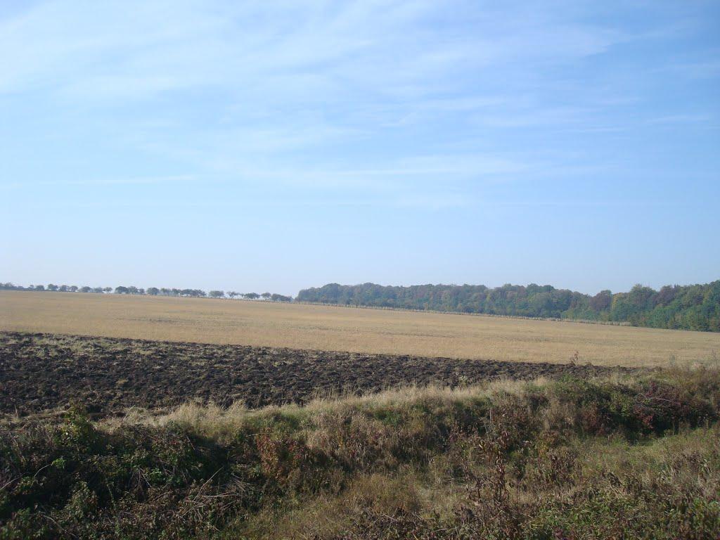 Лісоводи з panoramio.com - Лесоводы