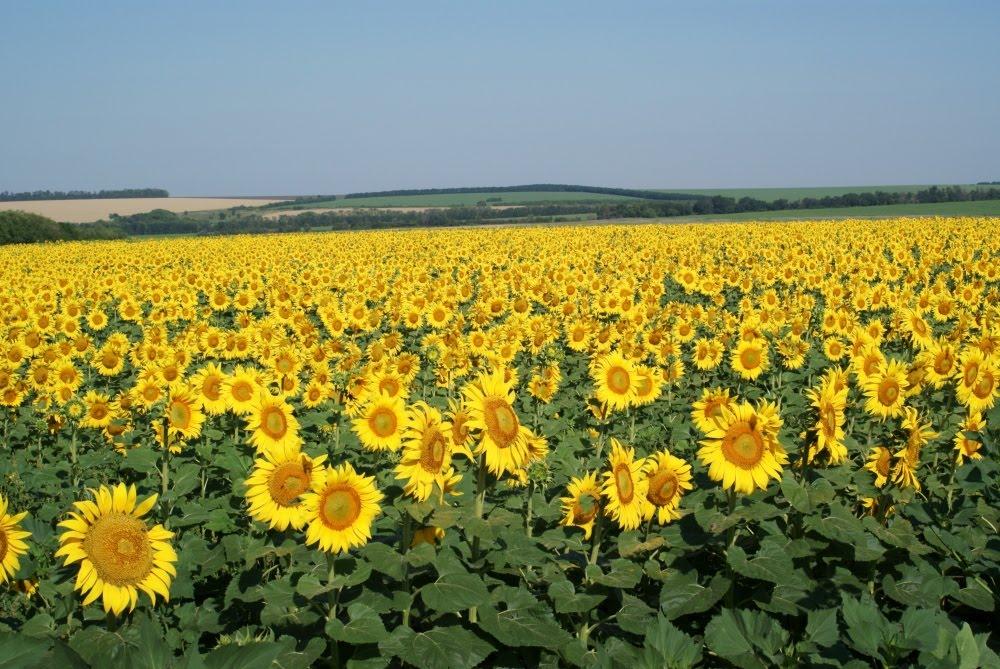 Кринички з panoramio.com - Кринички