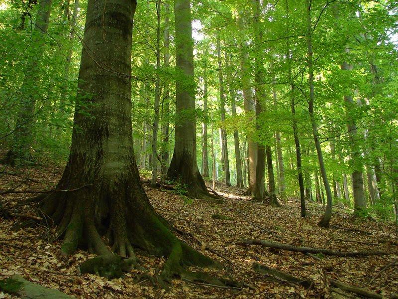 Стричава з panoramio.com - Стричава