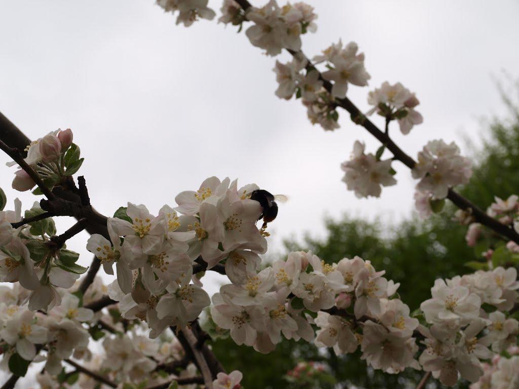 Романове Село з panoramio.com - Романове Село