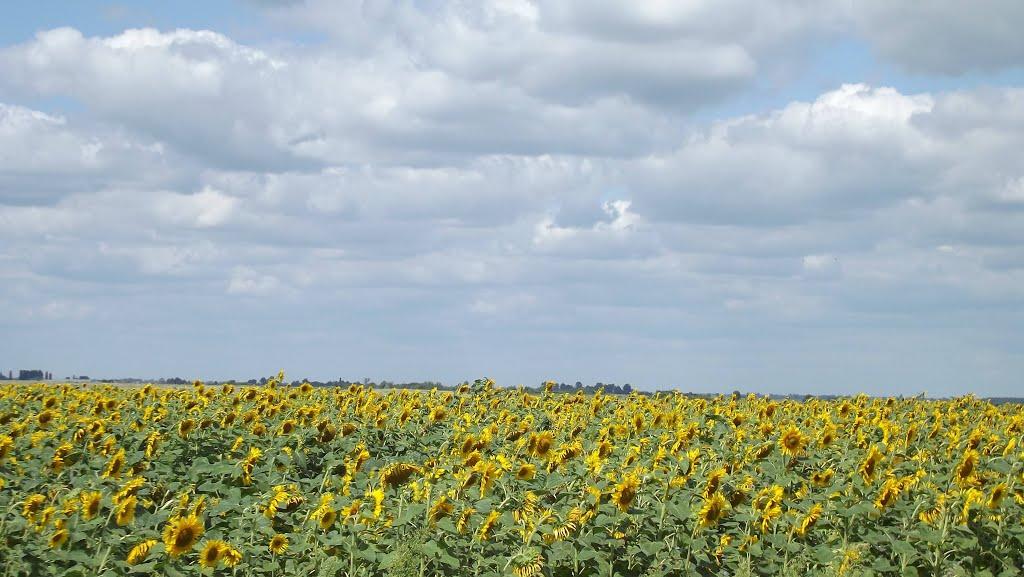 Яблунівка з panoramio.com - Яблунівка