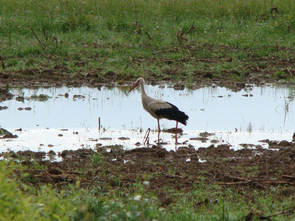 Оклі Гедь з panoramio.com - Оклі Гедь