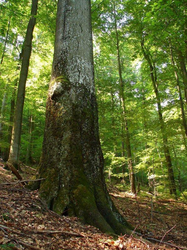 Стричава з panoramio.com - Стричава