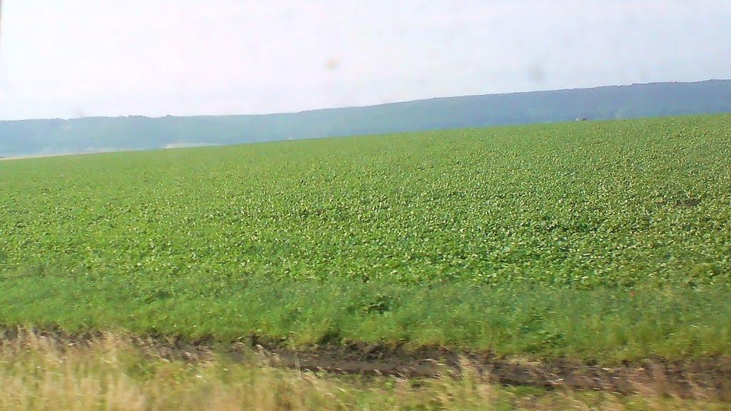 Чернихівці з panoramio.com - Чернихівці