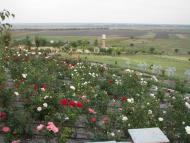 Старобогданівка з panoramio.com