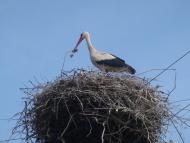 Переяслівка з panoramio.com