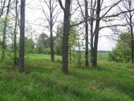 Новоселівка з panoramio.com