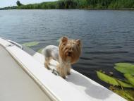 Велетенское - Последние фото