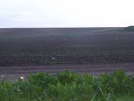 Дружнє з panoramio.com