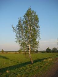 Переяслівка з panoramio.com