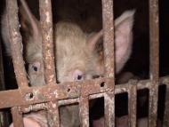 Чухелі - Останні фото