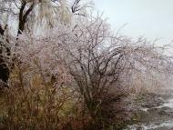 Янишівка з panoramio.com