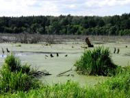 Руда-Красна з panoramio.com