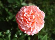 Плюти з panoramio.com