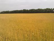 Кроти з panoramio.com