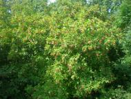 Попасне з panoramio.com