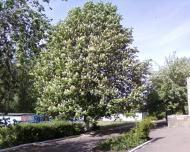 Олександрівка з panoramio.com