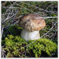 Шульгівка з panoramio.com