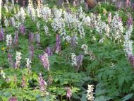 Перекопівка з panoramio.com