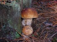 Трушівці з panoramio.com