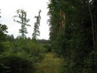 Чижівка з panoramio.com