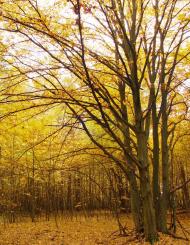 Мохначі з panoramio.com