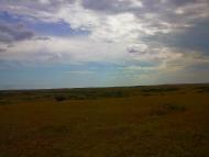 Каштани з panoramio.com