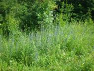 Надеждівка з panoramio.com