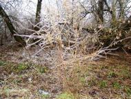 Янишівка з panoramio.com