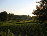 Лісники з panoramio.com