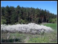 Артюхівка з panoramio.com