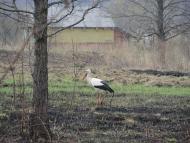 Ліски з panoramio.com