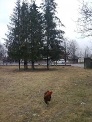 Клебань з panoramio.com