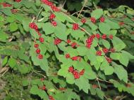 Букове з panoramio.com