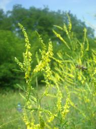 Надеждівка з panoramio.com