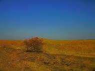 Каштани з panoramio.com