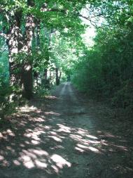 Підлісне - Останні фото